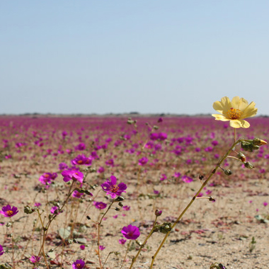 pata de guanaco fucsia